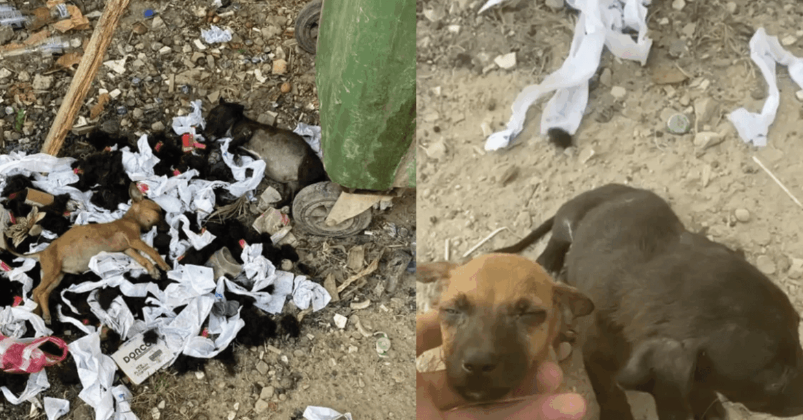 Abandoned in a Trash Bin