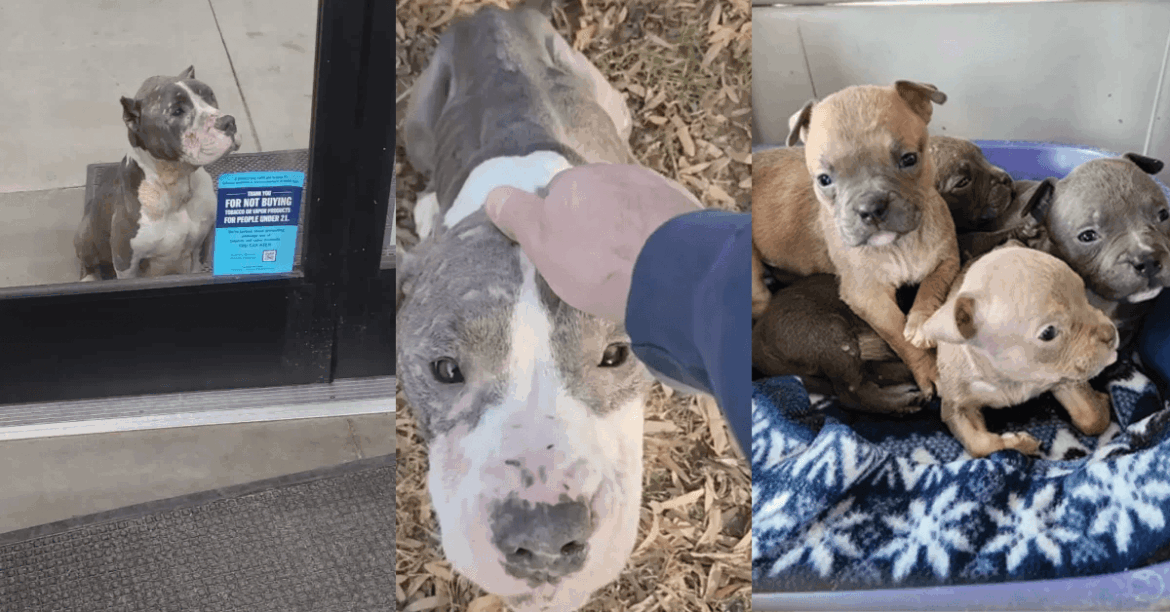 Every Day This Mother Dog Waited Outside a Store