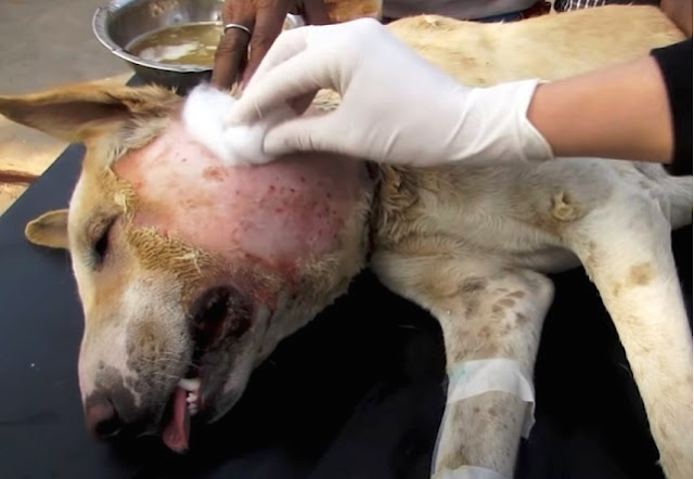 Everyone Called This Deformed Dog