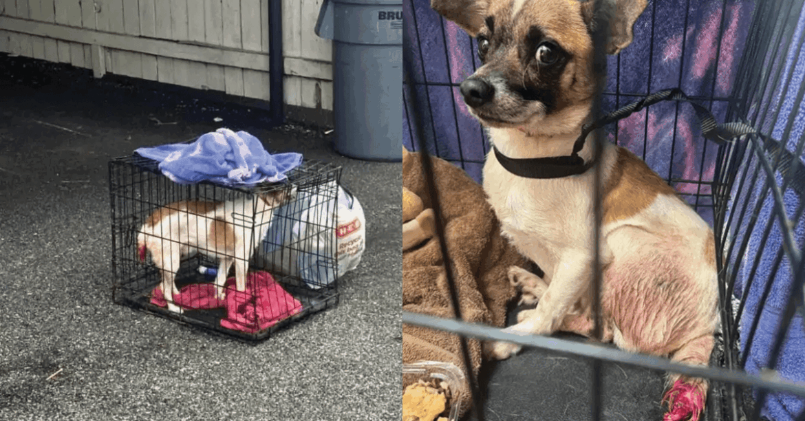 The Little Dog Who Lost Part of His Tail