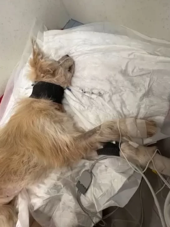 This Dying Female Dog Was Given Only 24 Hours