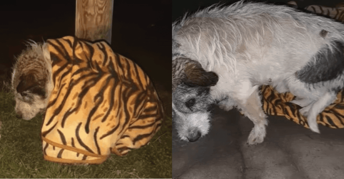 This Injured Dog Lay Dying
