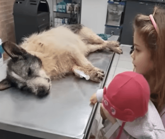 This Injured Dog Lay Dying