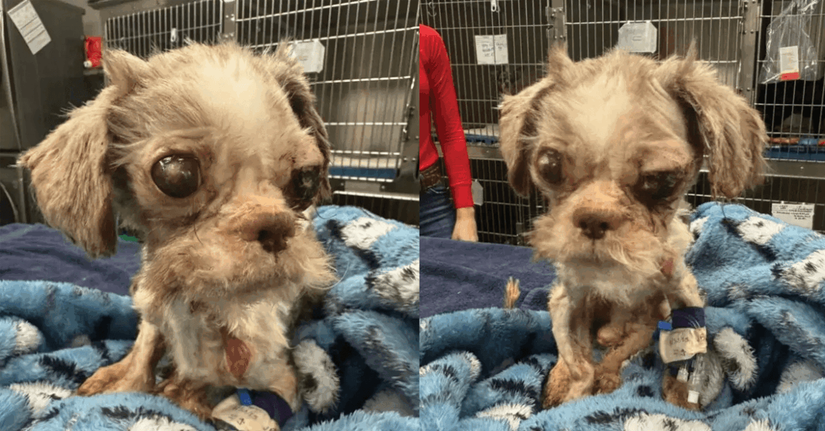 This Tiny Dog Knew Nothing but Cold Bars