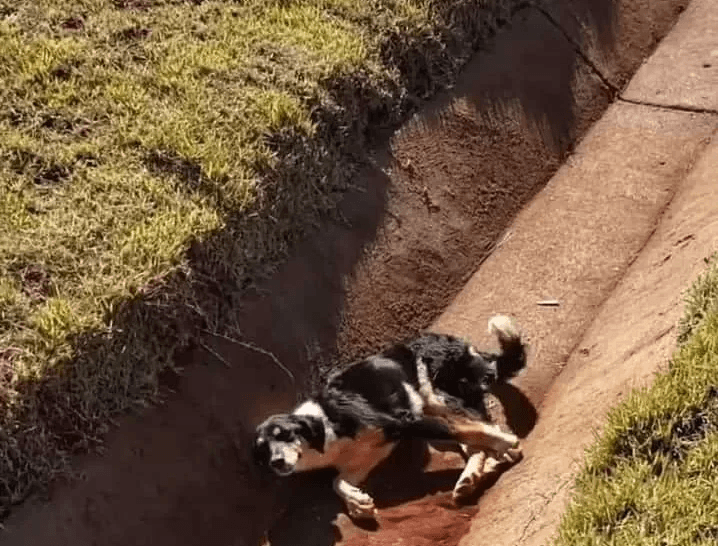 Tiny Injured Dog Trapped
