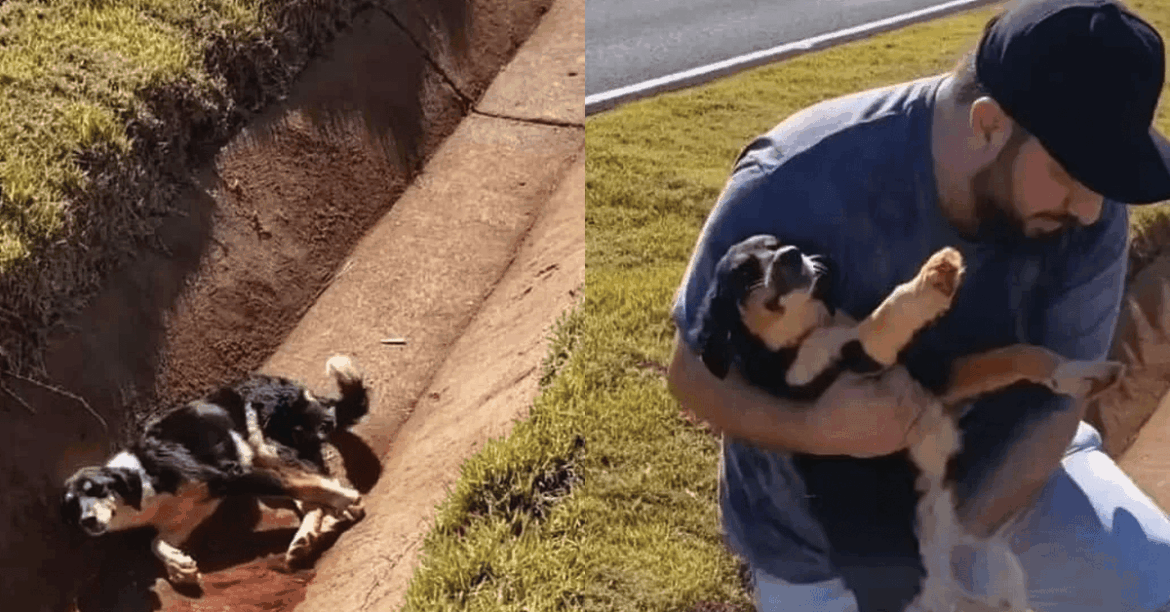 Tiny Injured Dog Trapped